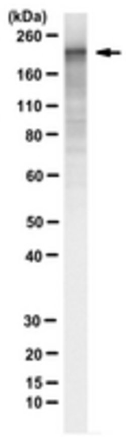 ADAR1 Rat anti-Mouse, Human, Clone: RD4B11, MilliporeSigma:Antibodies:Primary